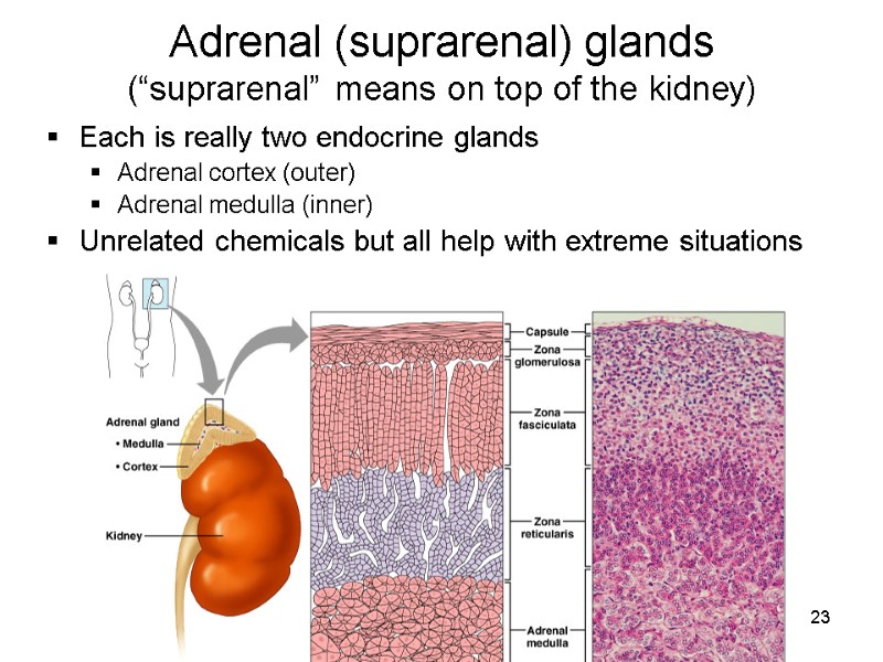 23 Adrenal (suprarenal) glands (“suprarenal” means on top of the kidney) Each is really